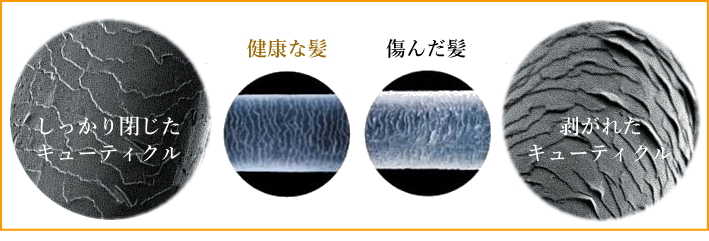 キューティクルとVG7量子水