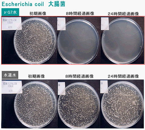 大腸菌とVG7量子水