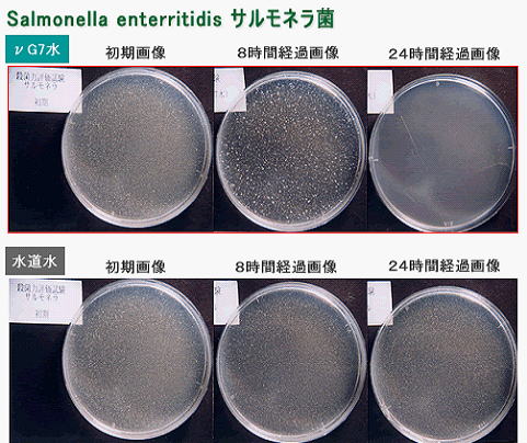 サルモネラ菌とVG7量子水